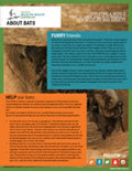 About Bats
